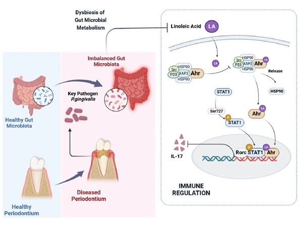 新进展 | 牙周细菌通过“口-肠”联动，加重炎性肠病新机制
