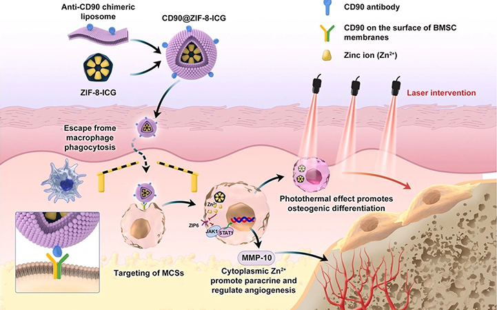 IF=20.3 骨缺损治疗“锌”机制 | 郭力嘉/刘怡团队揭示干细胞治疗促进骨再生的细胞内锌稳态机制及增效策略