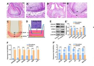 成果展示-牙齿发育