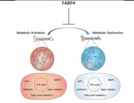 成果展示-牙再生基础及其转化应用研究